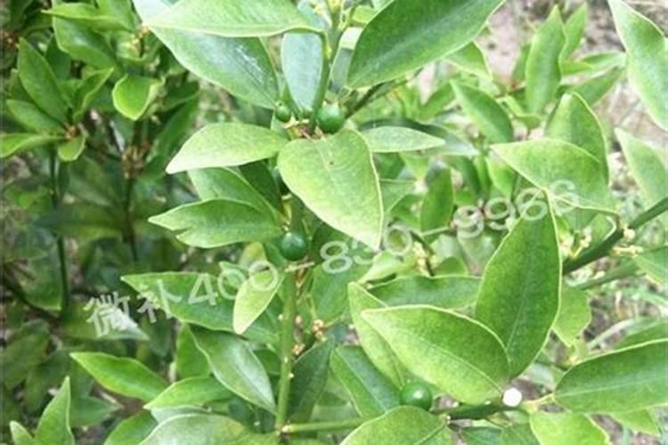 金桔的养殖方法和注意事项金桔的养殖方法