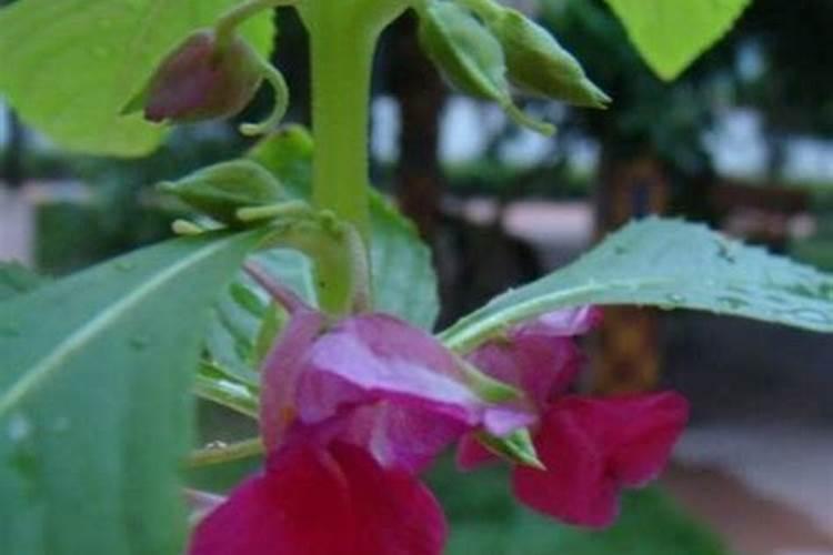 凤仙花施肥和浇水要领