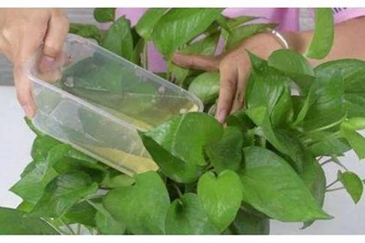 玫瑰花滴钙肥什么时候用？