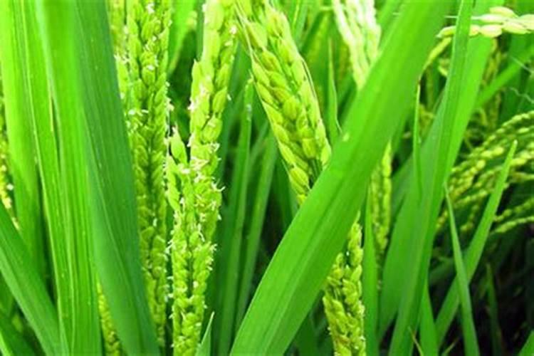 水稻田该如何施用硼肥