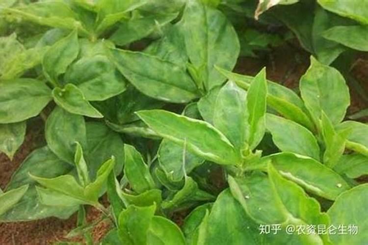 花芽分化用什么叶面肥