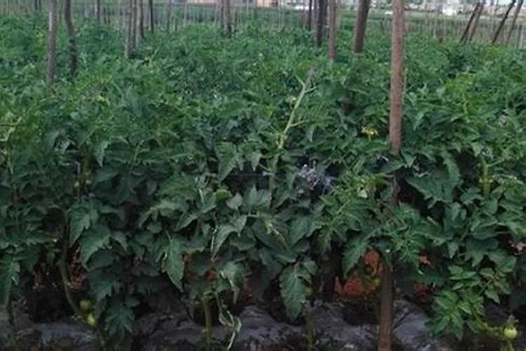 园林苗木用什么复合肥效果好,绿化树木施什么肥料最好