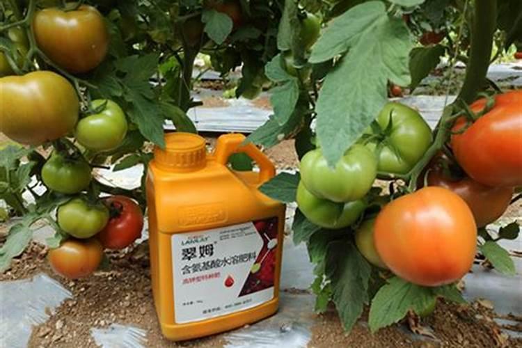 海藻肥属于什么肥料 附使用方法