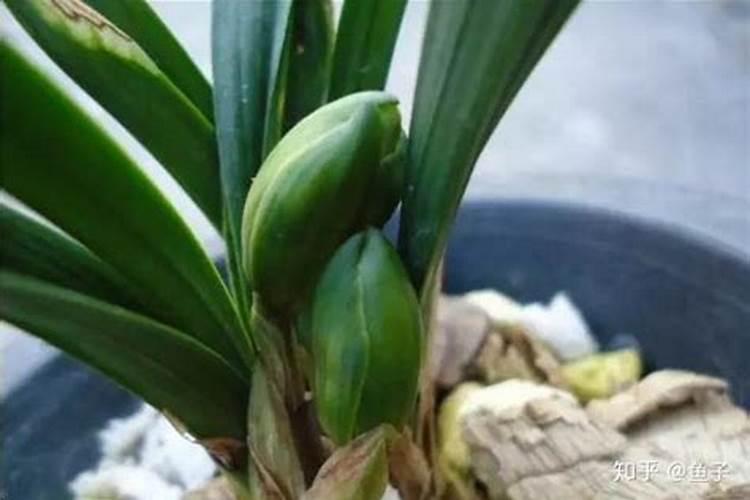 兰花喷什么叶面肥最好(兰花叶面肥喷施注意事项)