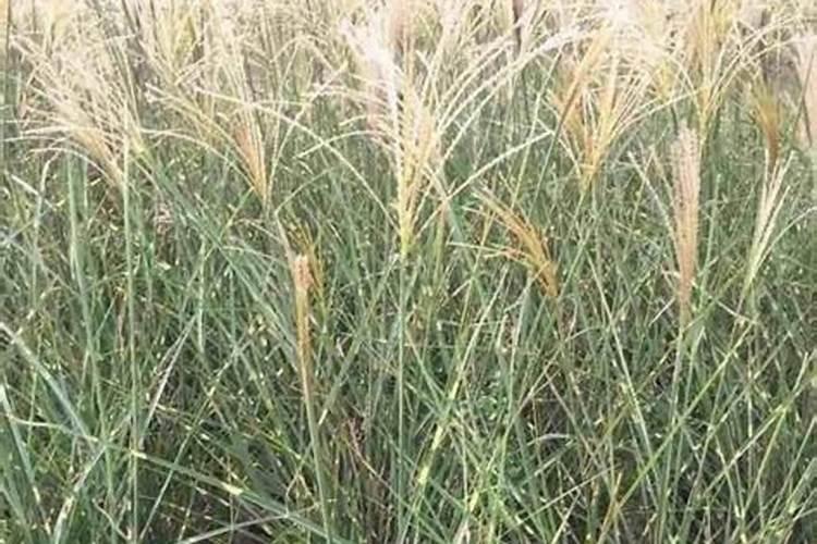 养鹅种草用什么肥料