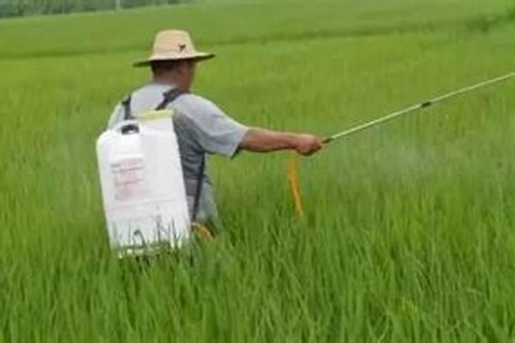 家中花卉发生虫害怎么办