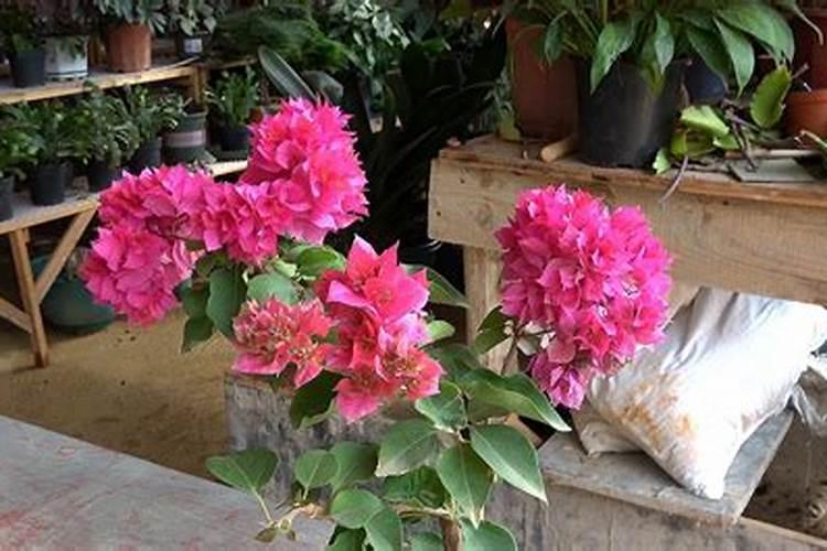 玫瑰花种植多久开花