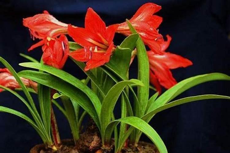 朱顶红施肥用复合肥行吗 如何施肥