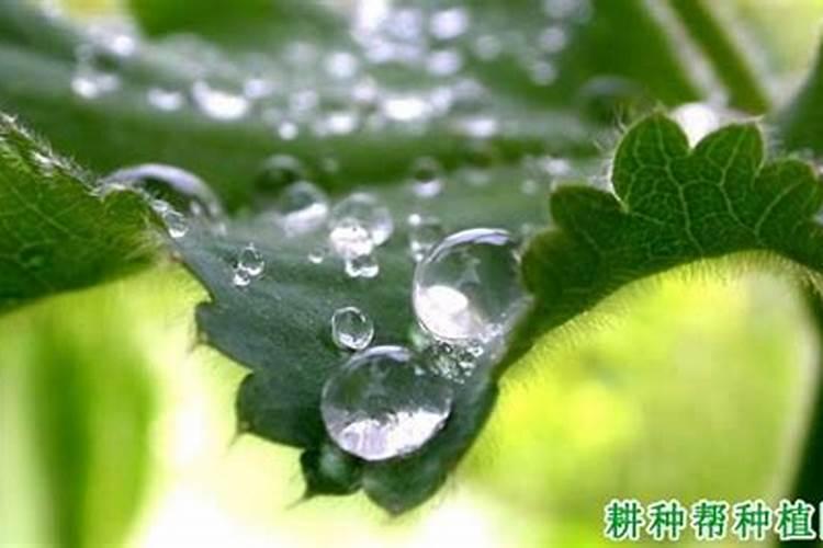 姜花好养活吗？如何养得旺盛并修剪管理？