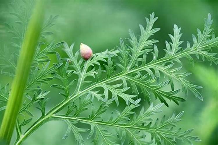 草木等烧后的 灰有什么用处？