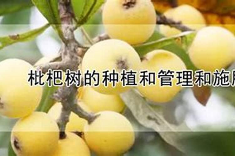 枇杷树用什么肥料最好