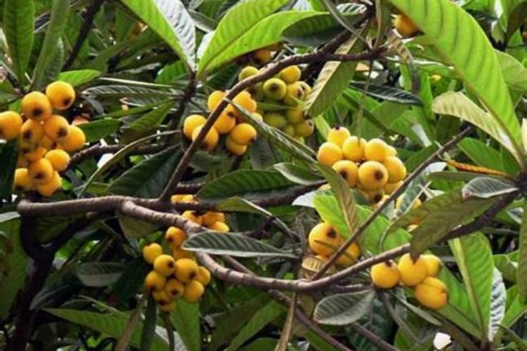 枇杷树施什么肥枇杷树怎么施肥