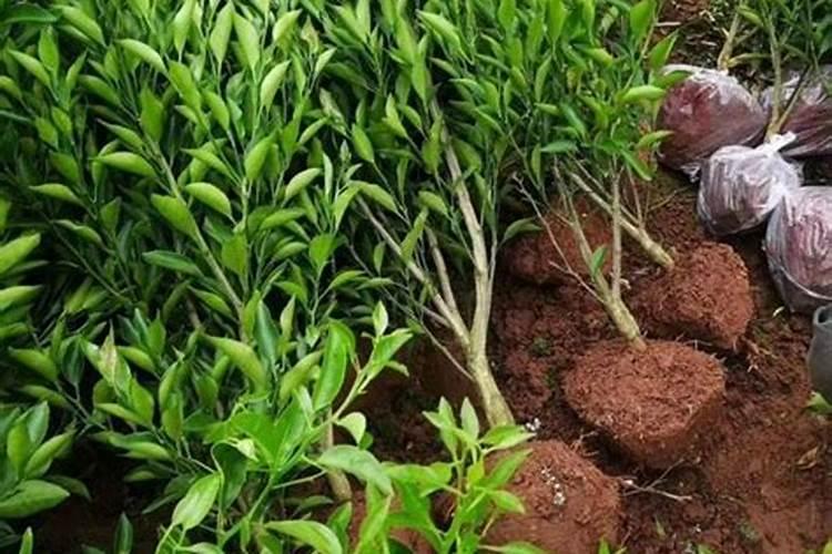 柑橘生长需要哪些肥料