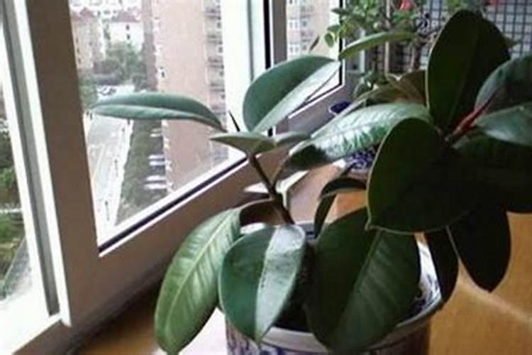 橡皮树施什么肥最好