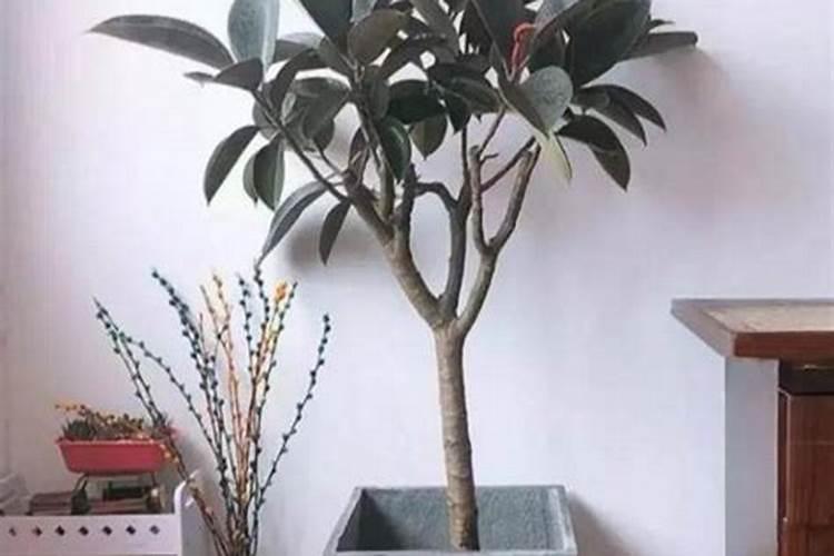 橡皮树施什么肥好