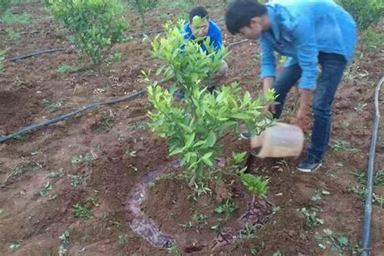 去抚顺旅游,有哪些推荐购买的土特产？