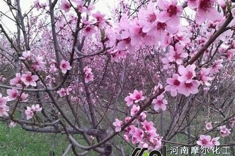 苹果树打药时间及用药