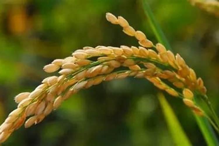 硼肥施用十误区,缺硼危害有多大,你真的了解吗