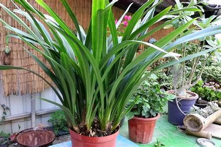 墨兰冬季怎么养才能开花,怎么施肥