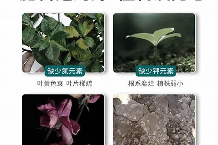 宁夏青贮玉米价格