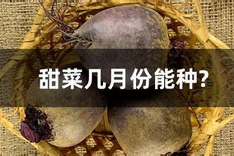 甜菜施肥用什么肥料