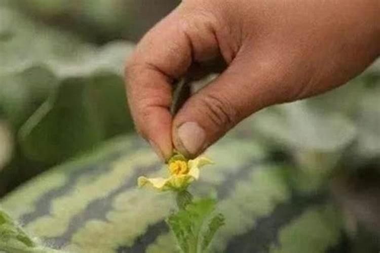 柑橘施什么肥可以增加甜度(柑橘施叶面肥果子会很甜)