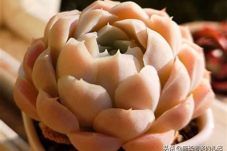 多肉氮肥多久施一次 多久施一次多肉氮肥最好？