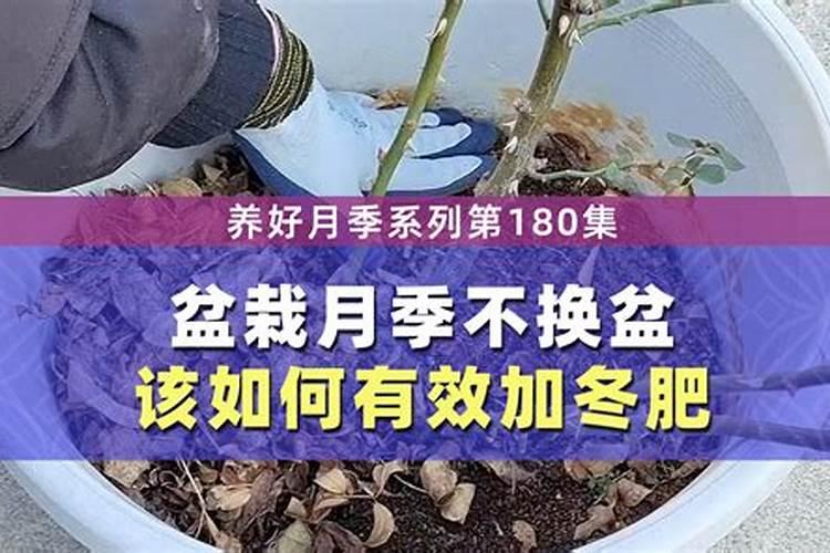 月季怎么施肥需要注意什么(月季各个阶段施什么肥)