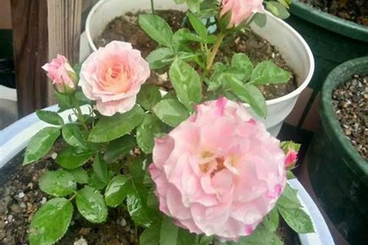 夏季养月季怎么施肥