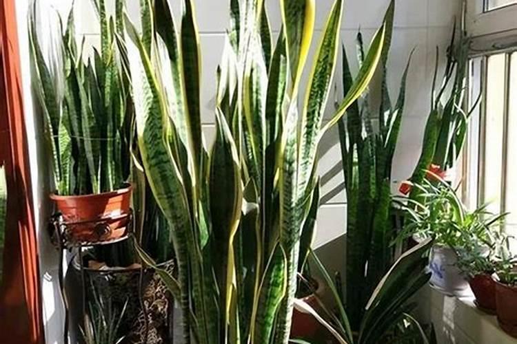 虎皮兰怎么才能不弯