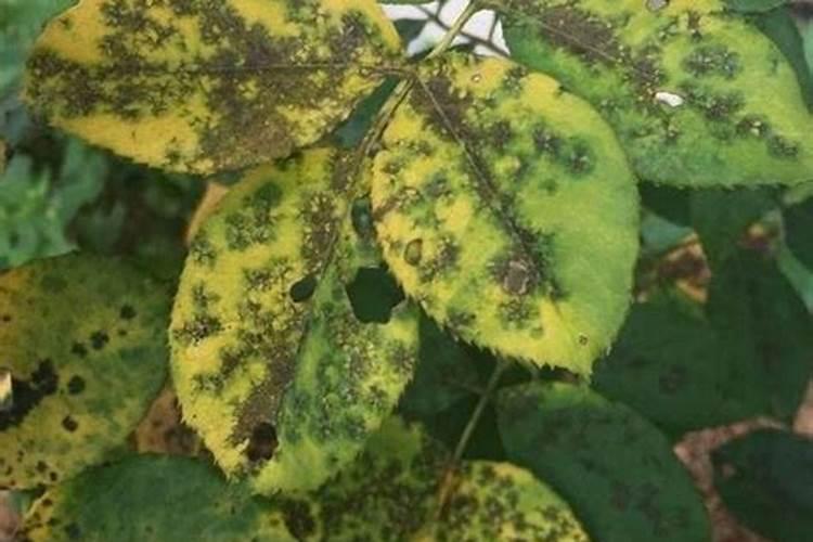 夏季高温,可以给月季施肥吗