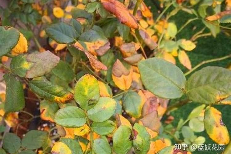 月季夏季施肥时间和方法