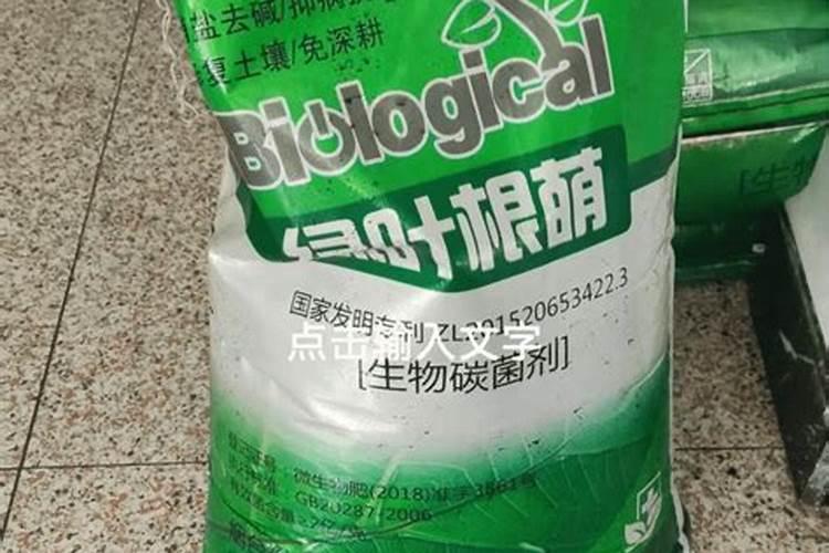 金弹子的养殖方法和注意事项