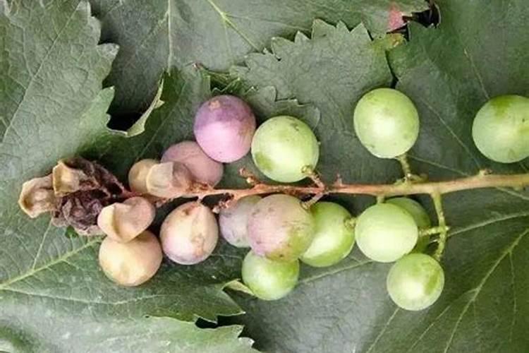 叶面肥喷后几小时下雨有效