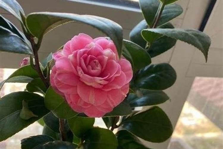 款冬花幼苗期可以追施肥吗