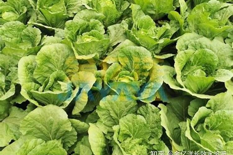 上海青什么时候施叶面肥肥最合适？