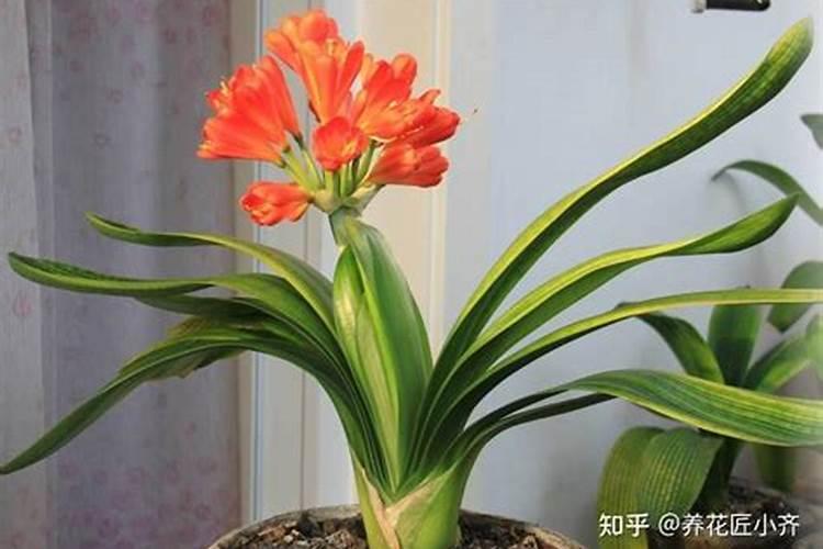 君子兰截头后如何浇水 君子兰花没开花怎么施肥