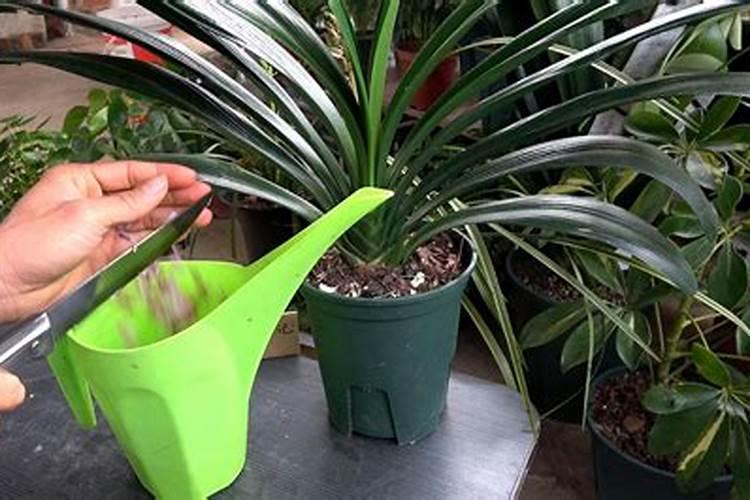 君子兰怎么养护