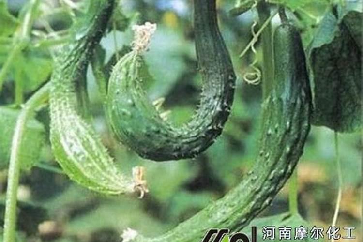 保护性耕作水稻施肥技术如何轻施底肥？