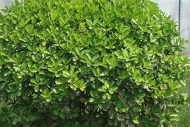 北海道树苗用什么化肥