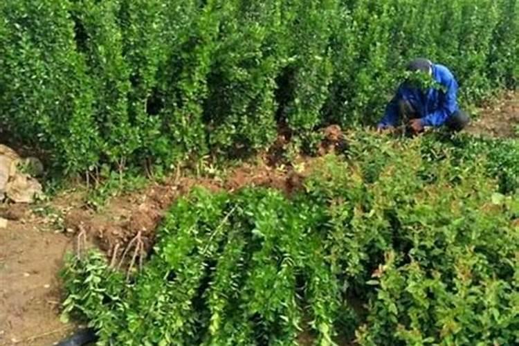 请问冬青树苗叶子枯萎是什么病？怎么治？