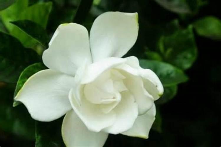 缺氮磷钾的植物个有什么症状啊