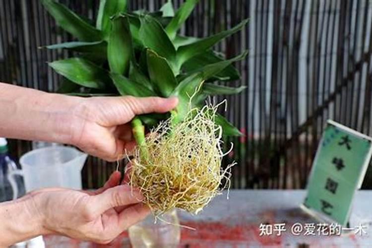 橘子放什么肥变得更甜？