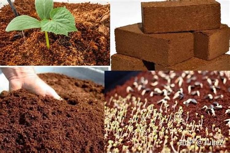 百合发芽后还可以分株移栽吗