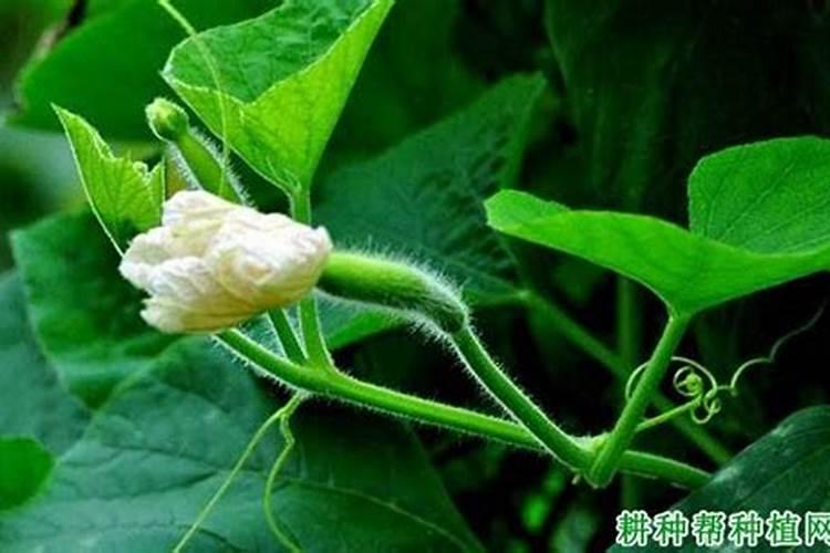 瓠瓜褐斑病该如何预防和治理？有哪些方法措施？