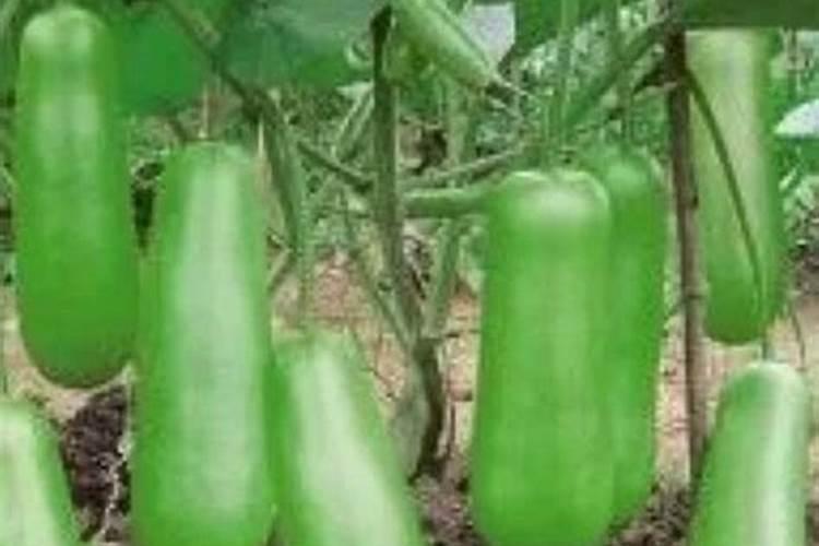 6月份露天适合种植什么蔬菜