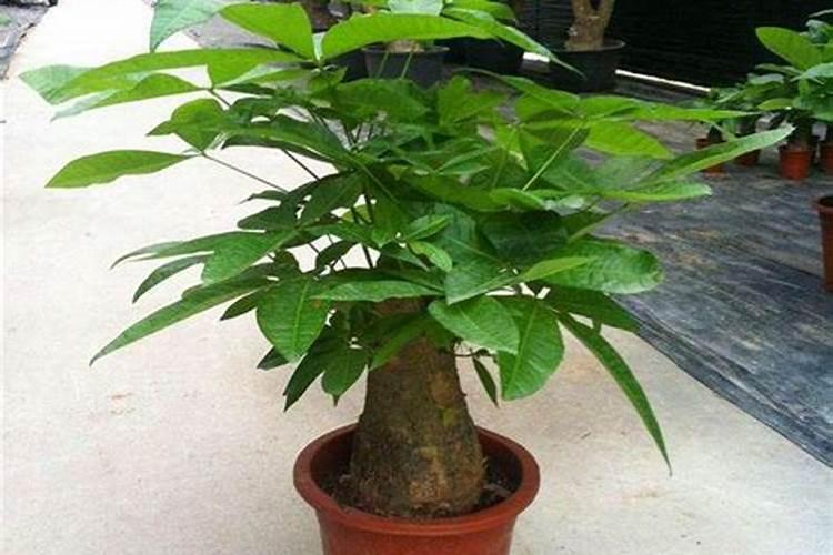 玉米出蓼能喷叶面肥吗？