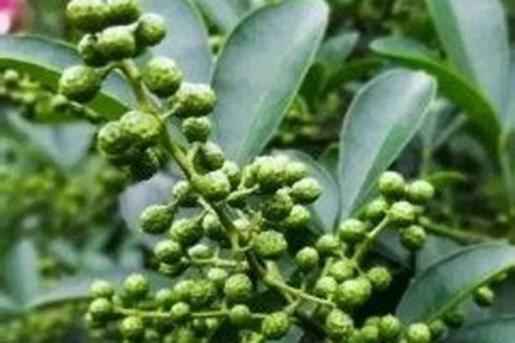 盆栽花椒树冬季施肥方法 花椒越冬肥什么时候施