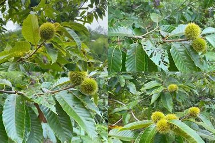 栗子怎样储存硼肥如何正确使用 栗子怎样储存硼肥怎样正确使用