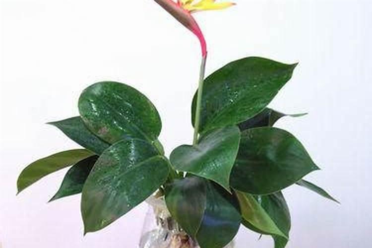 天堂鸟夏天可以换盆吗 移盆后浇水与养护事项